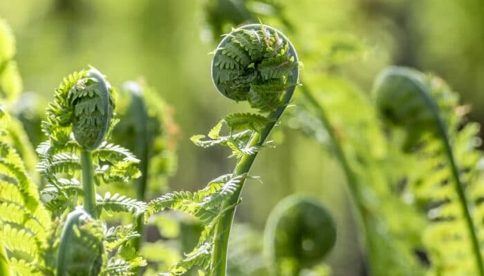 ferns